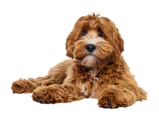 Adorable young labradoodle dog pup with white spots, laying down facing front. Looking towards camera. Isolated cutout on a transparent background.