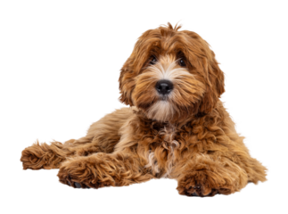 Adorable young labradoodle dog pup with white spots, laying down facing front. Looking towards camera. Isolated cutout on a transparent background.