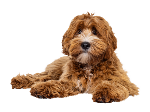 Adorable young labradoodle dog pup with white spots, laying down facing front. Looking towards camera. Isolated cutout on a transparent background.