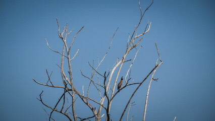 The nature of Udawalawe National Park in Sri Lanka