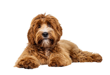 Adorable young labradoodle dog pup with white spots, laying down side ways. Looking towards camera. Isolated cutout on a transparent background.