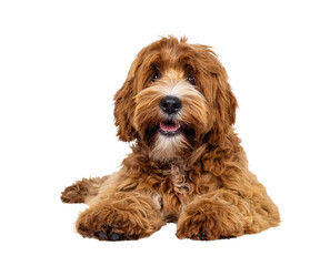 Adorable young labradoodle dog pup with white spots, laying down facing front. Looking towards camera. Isolated cutout on a transparent background.