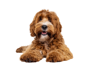 Adorable young labradoodle dog pup with white spots, laying down facing front. Looking towards camera. Isolated cutout on a transparent background.