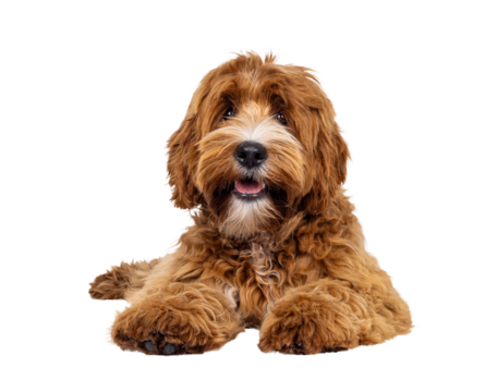 Adorable young labradoodle dog pup with white spots, laying down facing front. Looking towards camera. Isolated cutout on a transparent background.