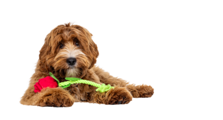 Adorable young labradoodle dog pup with white spots, laying down side ways with toy red rose on paws. Looking towards camera. Isolated cutout on a transparent background.