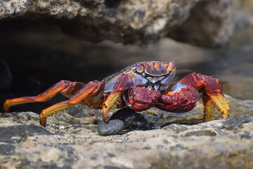 Grapsus adscensionis (Sally Lightfoot crab) in Fuerteventura, Canary islands, Spain