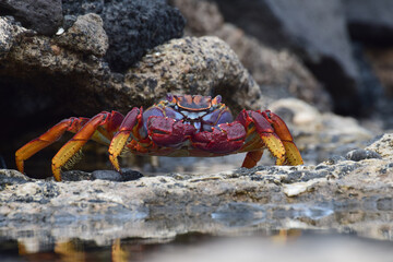 Grapsus adscensionis (Sally Lightfoot crab) in Fuerteventura, Canary islands, Spain