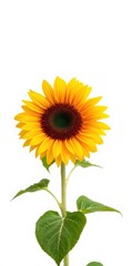 Obraz premium Bright and vibrant sunflower against a clean white background, garden