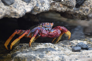 Grapsus adscensionis (Sally Lightfoot crab) in Fuerteventura, Canary islands, Spain