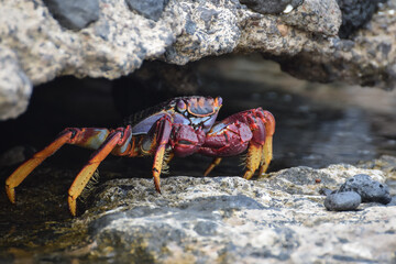 Grapsus adscensionis (Sally Lightfoot crab) in Fuerteventura, Canary islands, Spain