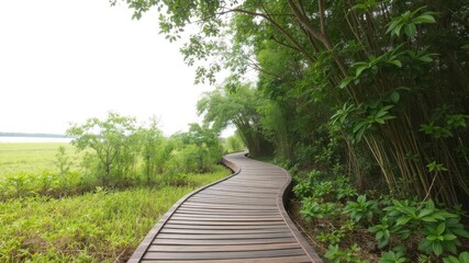 Obraz premium Wooden pathway winding through dense green mangrove forest, pathway
