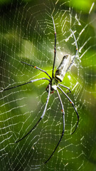 The wildlife of Sinharaja Rainforest in Sri Lanka