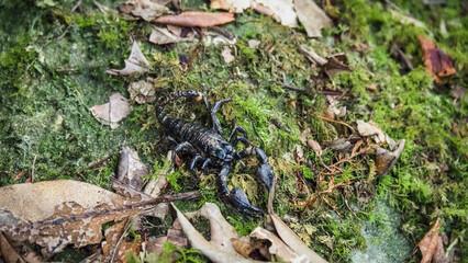 The wildlife of Sinharaja Rainforest in Sri Lanka