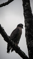 The wildlife of Sinharaja Rainforest in Sri Lanka