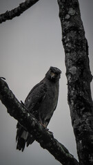 The wildlife of Sinharaja Rainforest in Sri Lanka