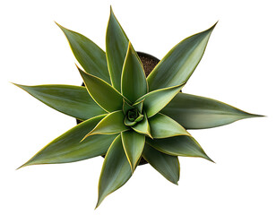 PNG Top view of a green agave plant with pointed leaves