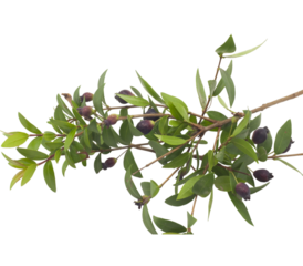 Branch of myrtle showing ripe berries on transparent background