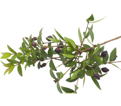 Branch of myrtle showing ripe berries on transparent background