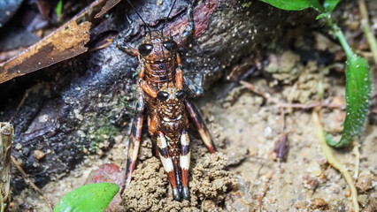 The wildlife of Sinharaja Rainforest in Sri Lanka