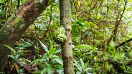 The wildlife of Sinharaja Rainforest in Sri Lanka