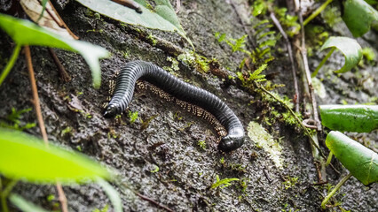 The wildlife of Sinharaja Rainforest in Sri Lanka