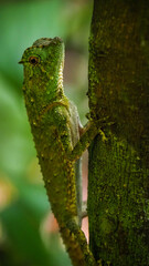 The wildlife of Sinharaja Rainforest in Sri Lanka