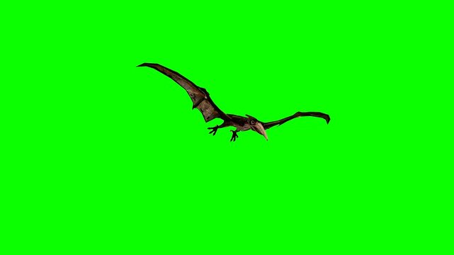 A Pterodactyl dinosaur flying and gliding above the ground looking for food stops and hovers before fling again.