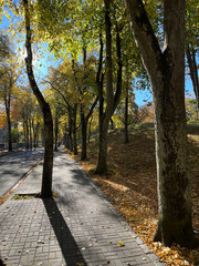 Trees with yellow leaves in an autumnal park