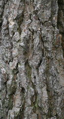 Beautiful close-up of the bark of prosopis juliflora