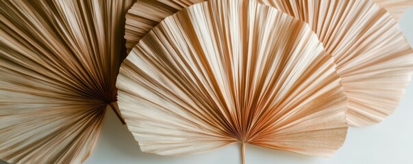 Dry palm leaves