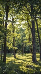 Obraz premium A serene forest scene with sunlight filtering through lush green trees and a grassy floor.