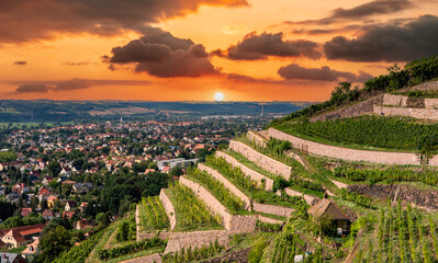 View of the vineyards in Saxony near dresden at sunset