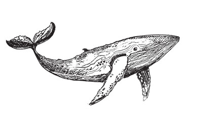 Hand drawn doodle  whale in vector. Sketch art with sea animal. 100% vector hand drawm image.