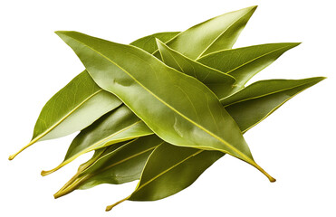 Pile of fresh green bay leaves on white background