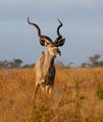 Portrait of a kudu bull with long spiral horns against a clear blue sky