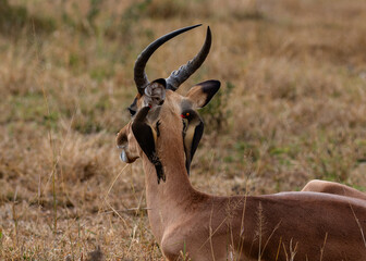 Two red-billed oxpeckers feeding on the neck of a young impala ram