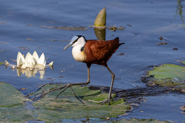 African jacana leaping from one water lilly leaf to another with its long toes