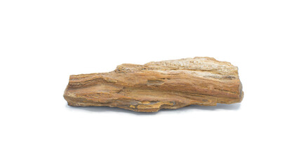 petrified or fossilized wood remains of terrestrial vegetation. Petrifaction is the result of a tree or tree like plants having been replaced by stone via a mineralization process.  Isolated on white
