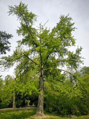 ginkgo biloba tree in spring with young green leaves