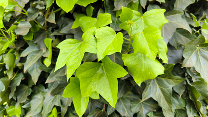 green ivy plant growing on the tree trunk 