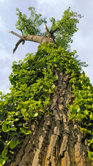 green ivy plant growing on the tree trunk 