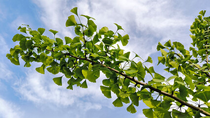 ginkgo biloba tree in spring with young green leaves