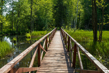 Wooden pedestrian bridge over a wetland in the forest. Hiking trail in a forest area. Crossing through a forest stream and swamp. The path through the marsh. Traveling and hiking in the forest. Summer