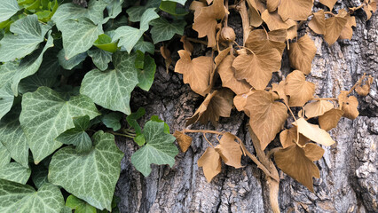 green ivy plant growing on the tree trunk 