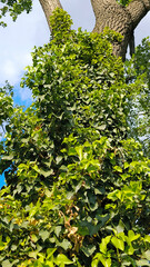 green ivy plant growing on the tree trunk 