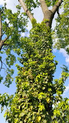 green ivy plant growing on the tree trunk 
