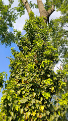 green ivy plant growing on the tree trunk 