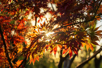 Maple leaves under sunshine