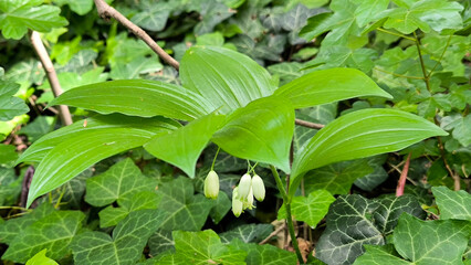 Obraz premium Broadleaf solomon's seal, Polygonatum latifolium plant in bloom, close up