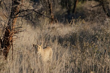 Leopard camouflaged in the African savannah.